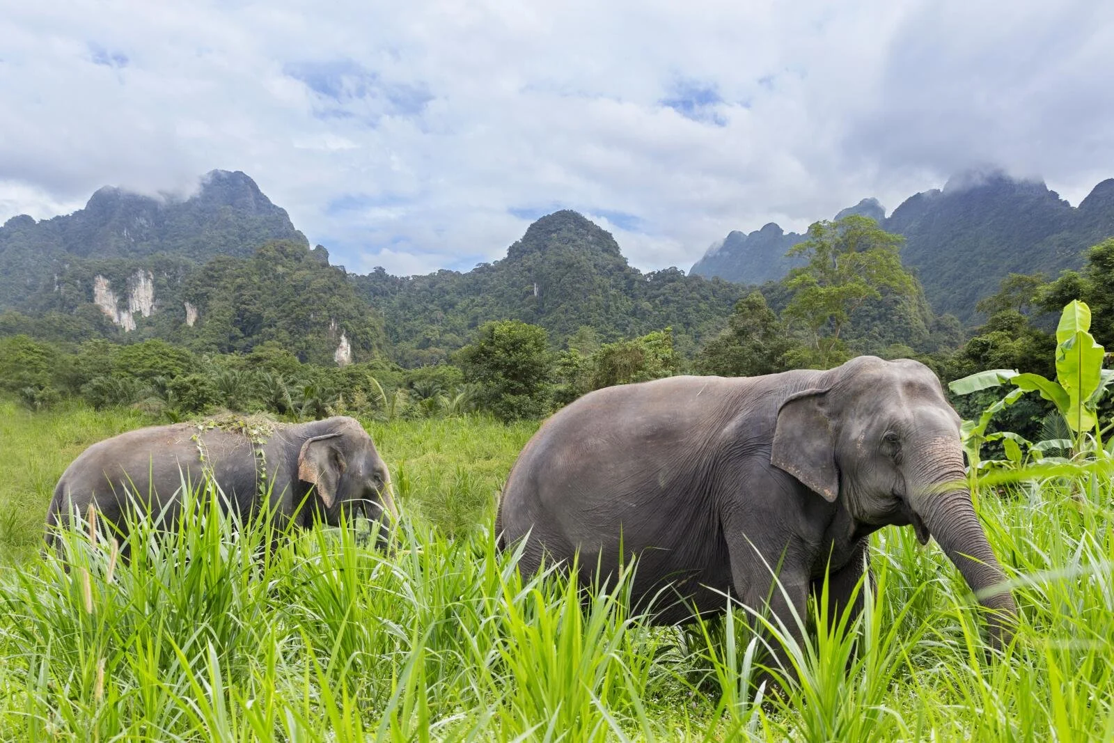 day trips from bangkok to Khao Yai national park