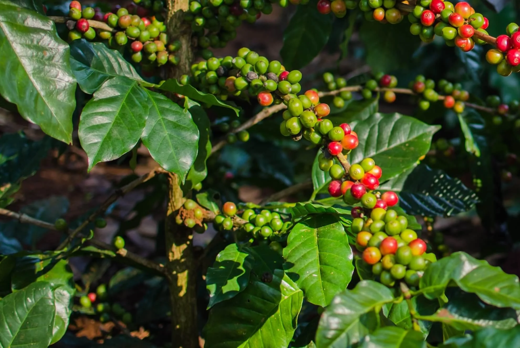 Ultimate Guide to Laos Coffee at the Bolaven Plateau in Pakse, Laos