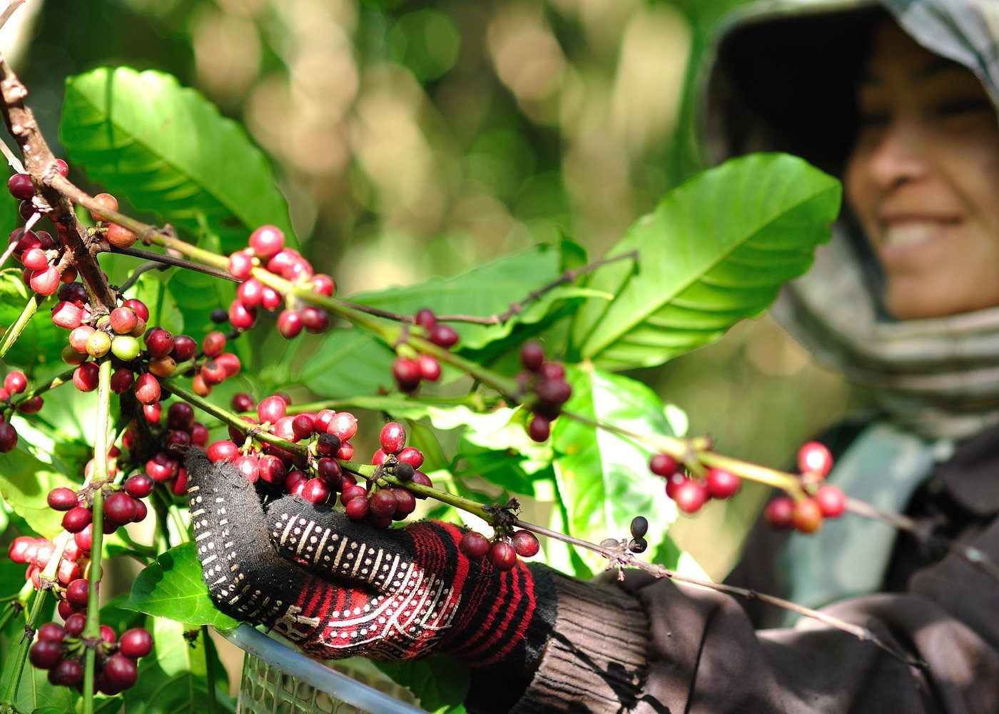 Laos Coffee Pakse Bolaven Plateau Tour