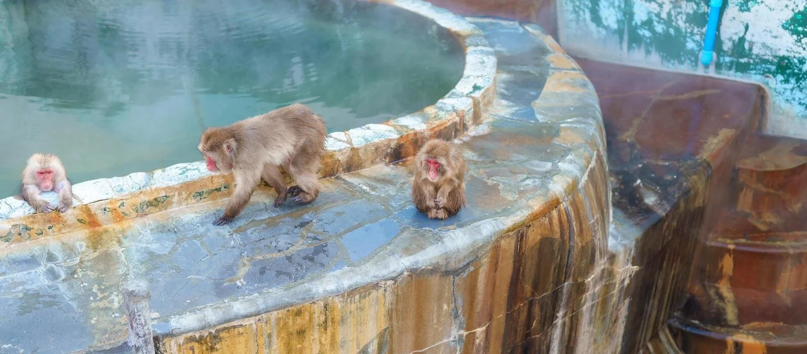Japanese Macaques monkey onsen Hakodate tropical botanical garden