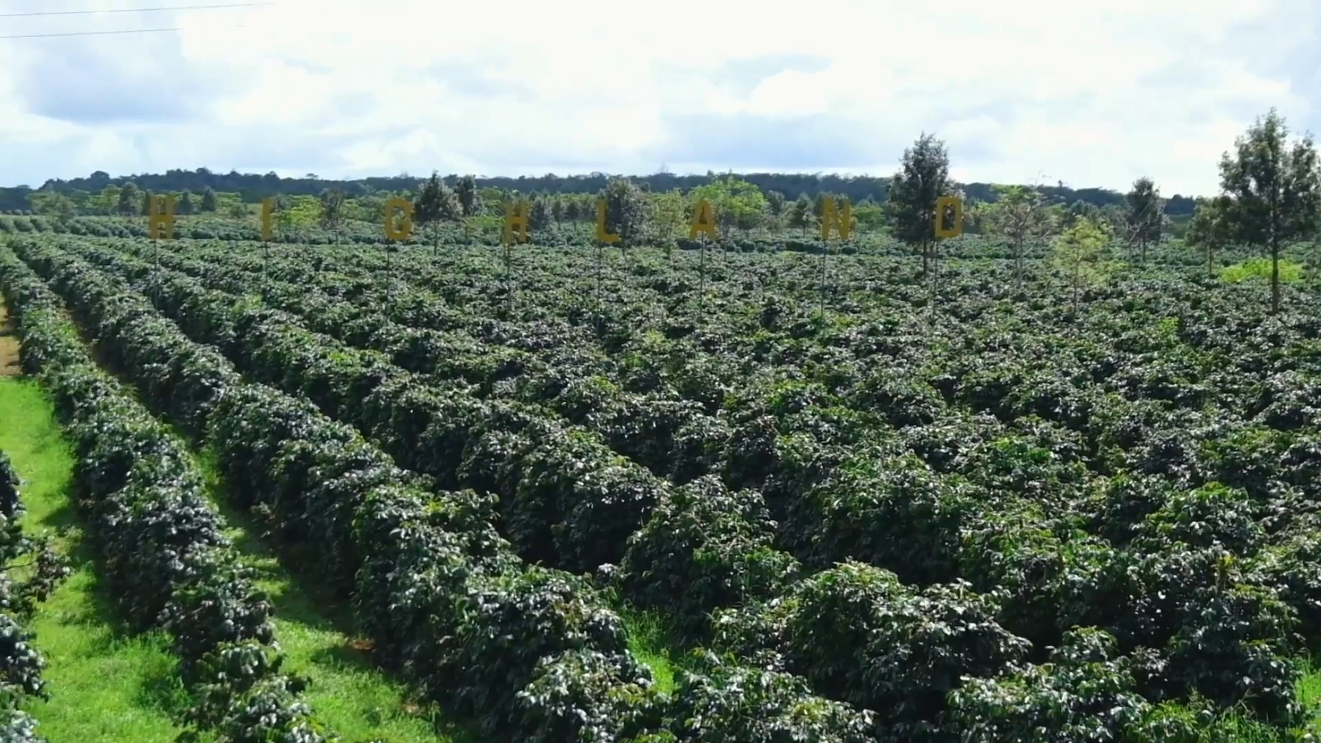 Southern Laos Coffee Bolaven Plateau coffee farms and cafes