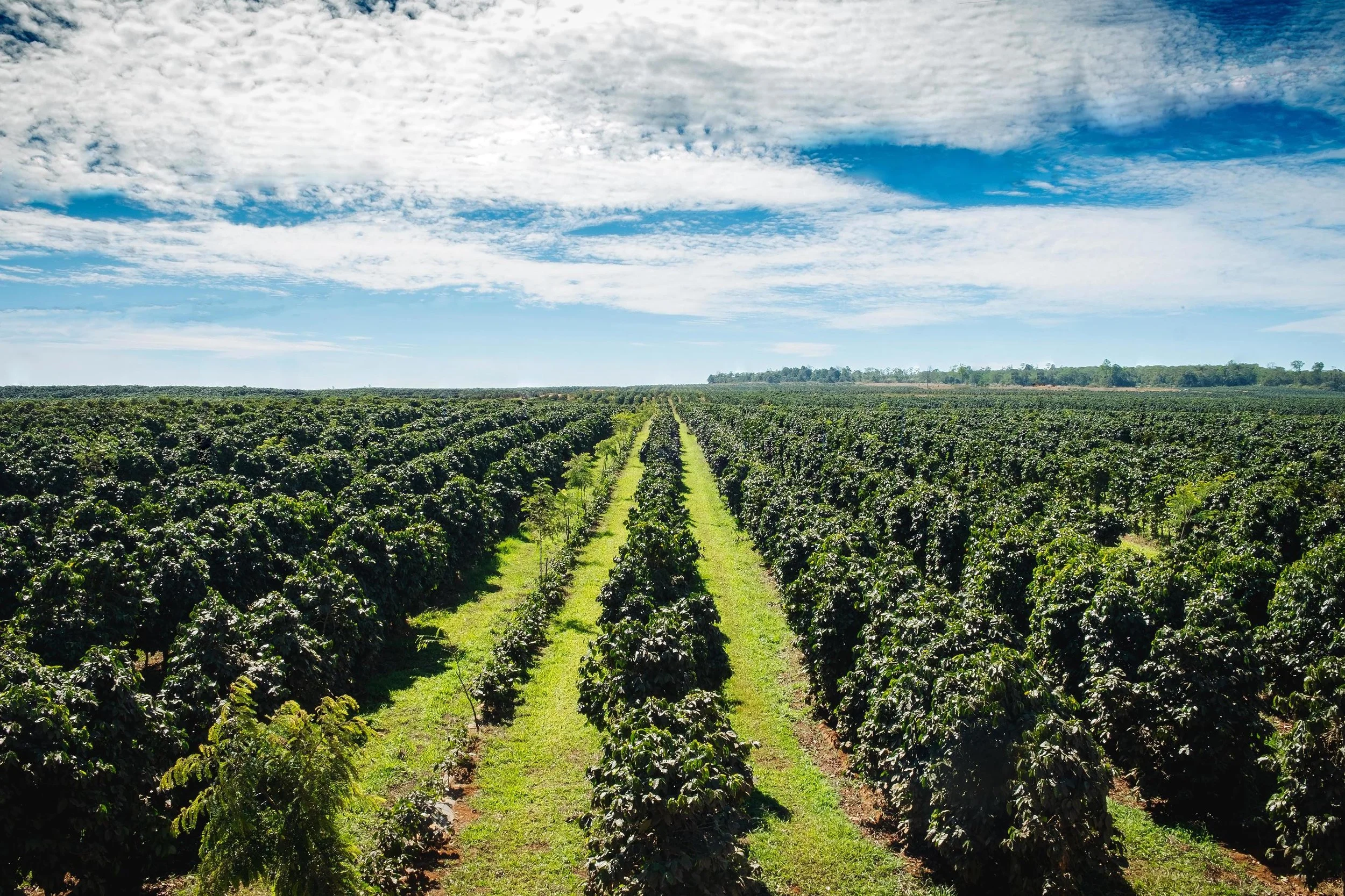 Laos coffee farm at bolaven plateau in Pakse Southern Laos