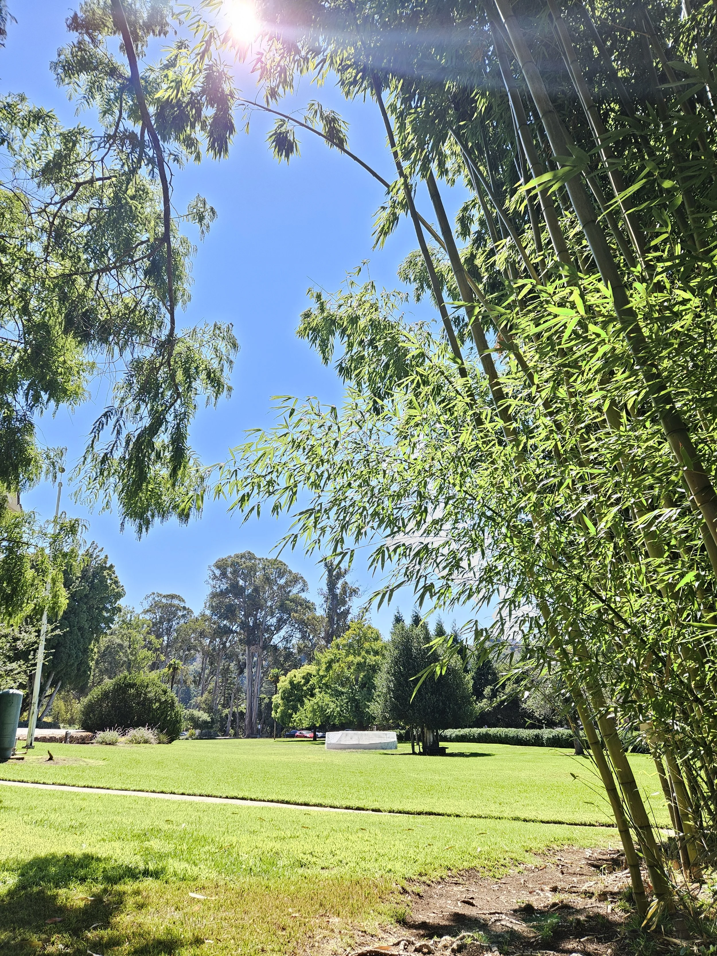 A sunny park scene with green grass, trees, and bamboo on the right side. The sky is blue with sunlight shining through the trees.