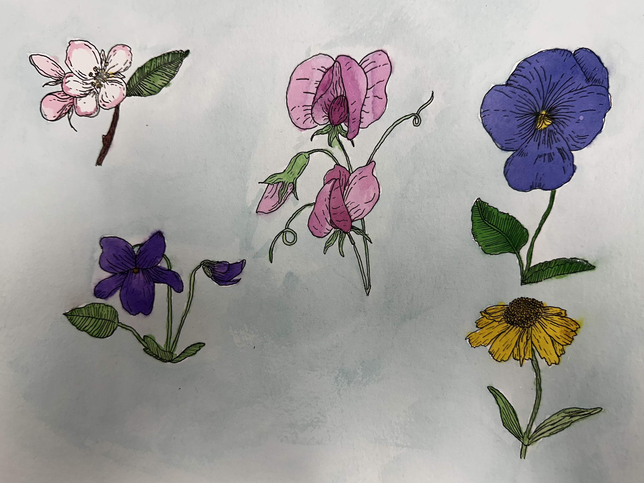Hand-drawn illustration of five colorful flowers, including a pink blossom, pink and purple sweet peas, a purple pansy, a purple violet, and a yellow flower, each with green leaves.