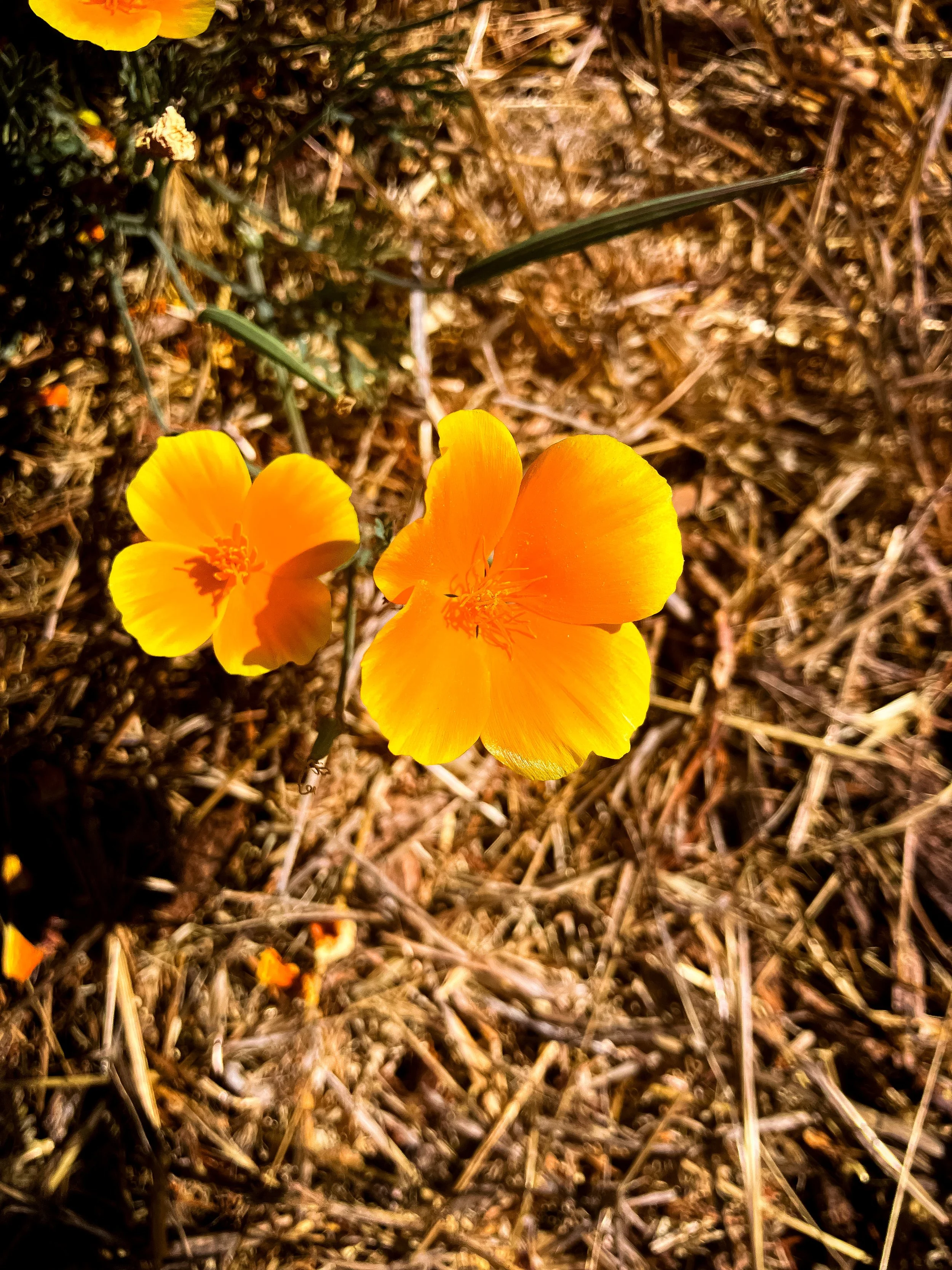 A close-up of two orange California poppy flowers blooming on a bed of dry grass and small twigs.