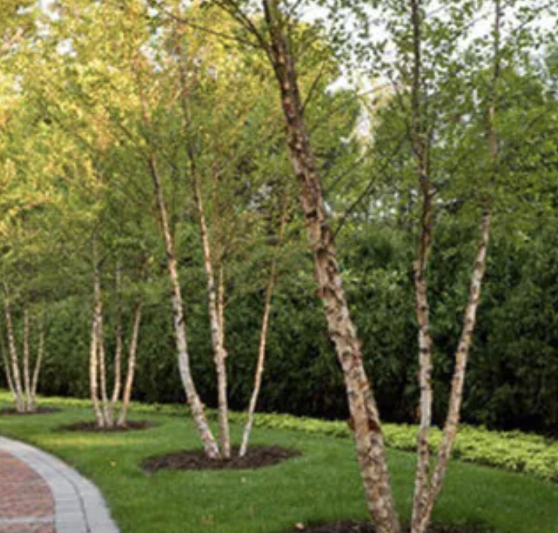 River Birch (Betula nigra)