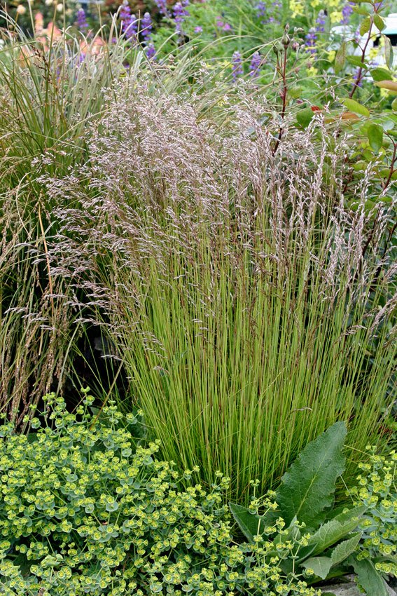 Crinkled Hair Grass (Deschampsia flexuosa)