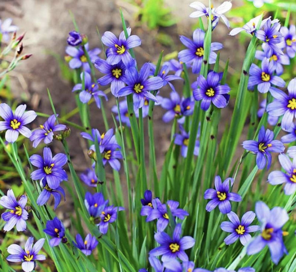 Blue-eyed Grass (Sisyrinchium angustifolium)