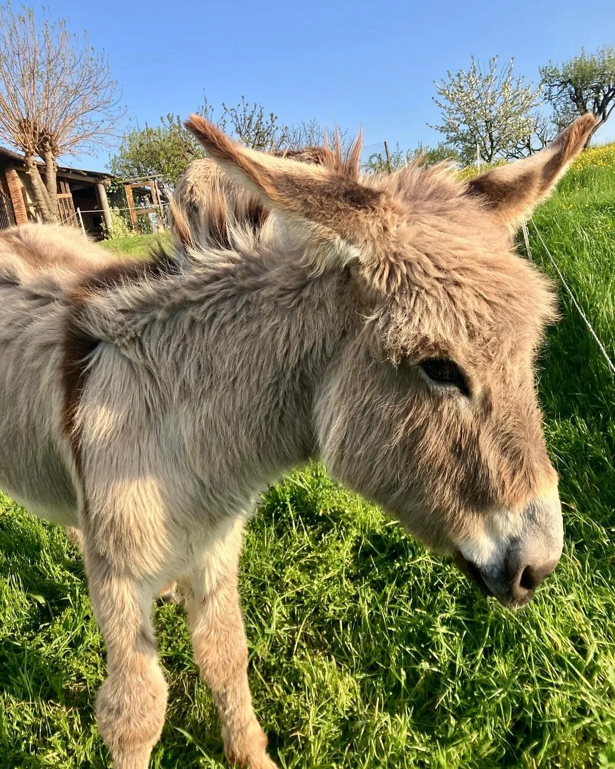 Spring in its full swing 🌸🌷🫏