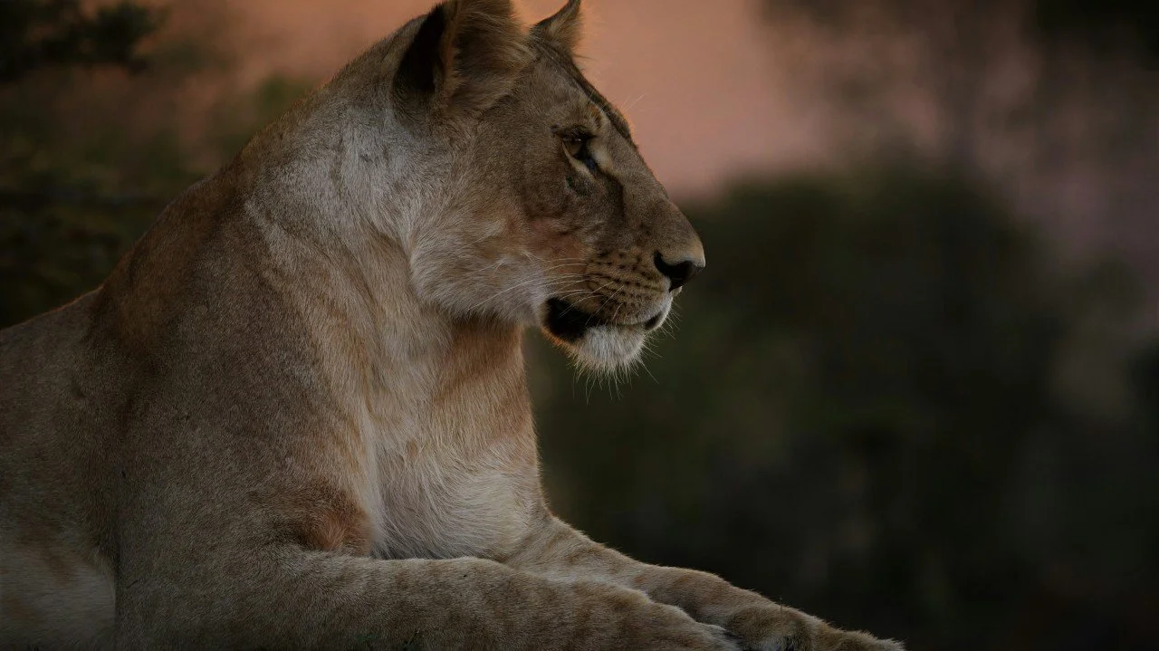 Frontier CEO Brief: Africa’s Future Will Be Built Through Partnership, Not Division