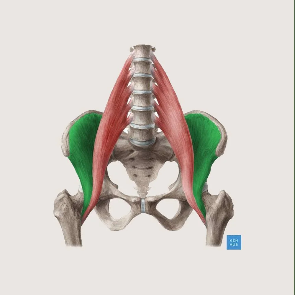 What Is The Strongest Hip Flexor What Is The Strongest Hip Flexor