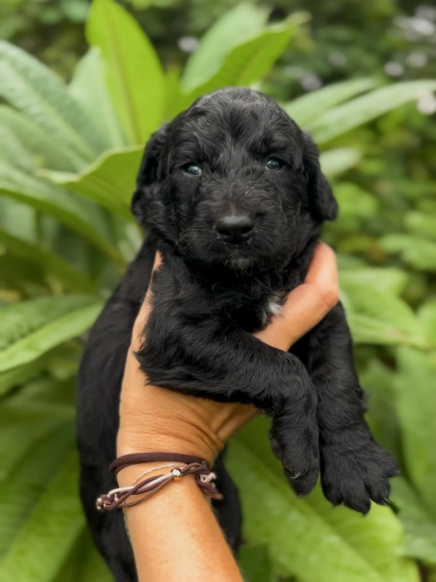 Sweet Boone boy - such a looker! He&rsquo;s also calm, cuddly and has a gorgeous coat! 

For more info, clink the link above.

#goldendoodlesofinstagram #goldendoodle #goldendoodlepuppies #goldendoodlelife
