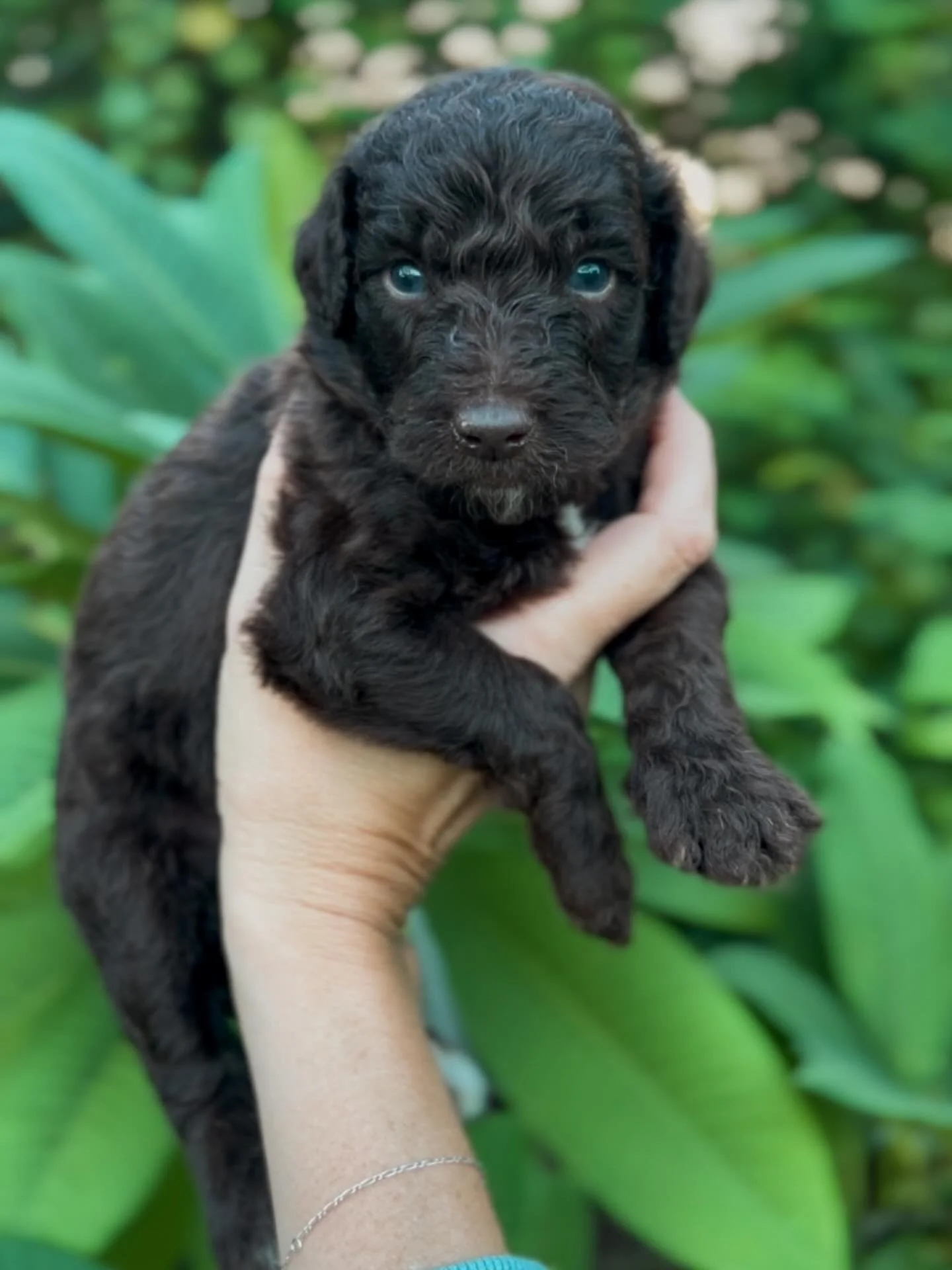 &ldquo;Hank&rdquo; is a handsome boy!! And he&rsquo;s such a sweetheart! 💗

Click the link above if you&rsquo;d like more info on him. 🔗 

#goldendoodle #goldendoodlepuppy #goldendoodlepuppies #goldendoodlelife #goldendoodlemoments