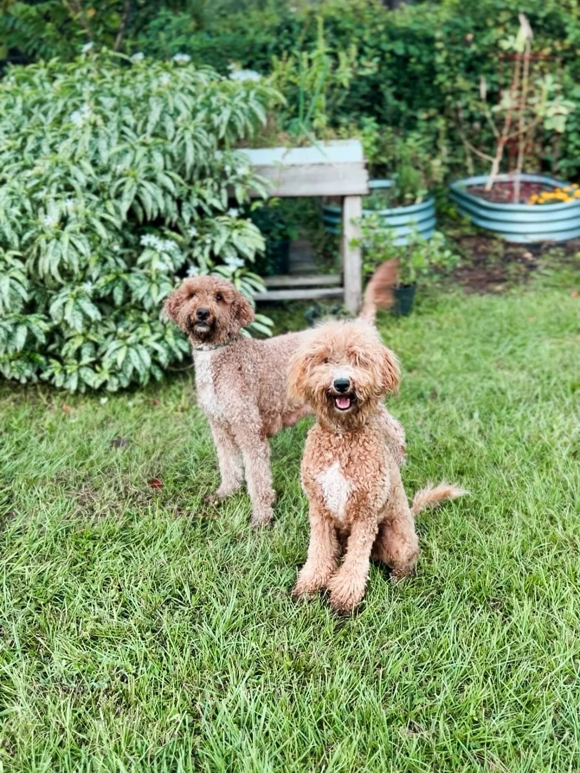 Morning time fetch with mama Rose and Hazel while the kiddos sleep in and the pups eat their breakfast. It&rsquo;s a beautiful day! Happy Friday 💗

#goldendoodlesofinsta #goldendoodle #puppy #goldendood #goldendoodlepuppies #doodles