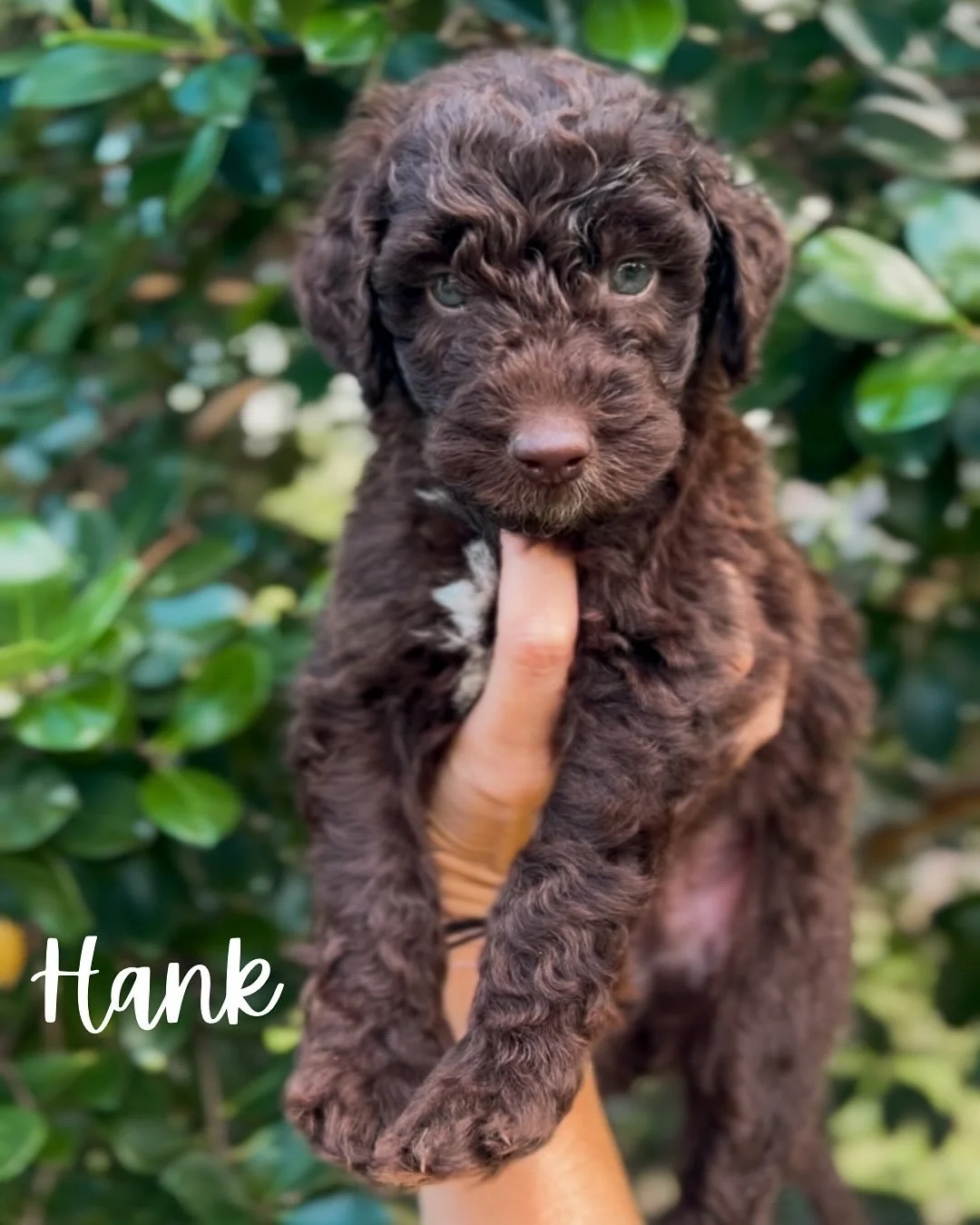 Puppies got baths today and then we had a little puppy photo shoot on this gorgeous fall afternoon 😍 These little squishes are five weeks old &amp; the time is flying by! 

They&rsquo;ll be ready to go home on November 7th and we still have a few pu