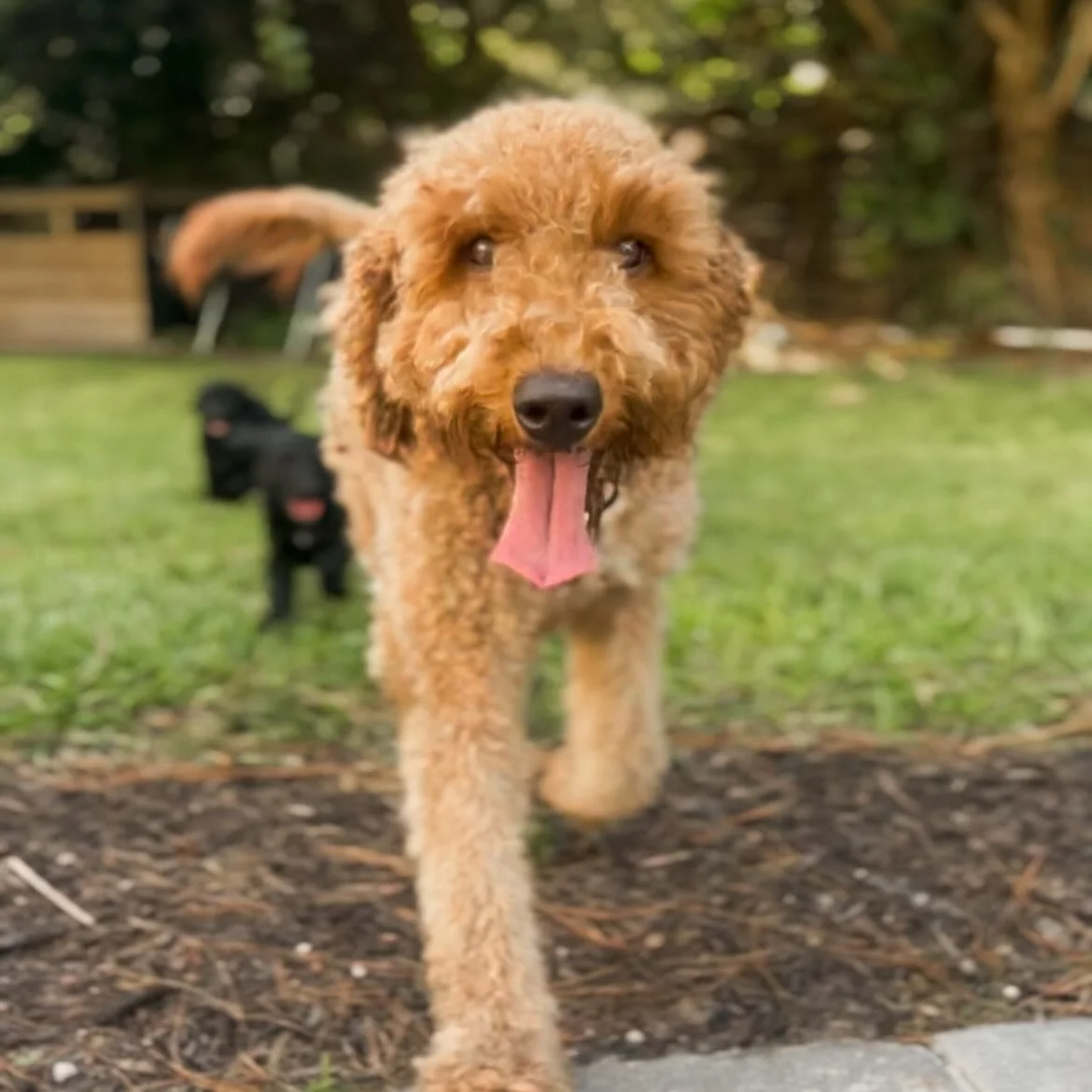 Our sweet Rose had some evening playtime with her pups, and I couldn&rsquo;t resist sharing this moment &mdash; look at that smile! She&rsquo;s the sweetest mama, always wanting to be close, and her babies are never far behind. 💕