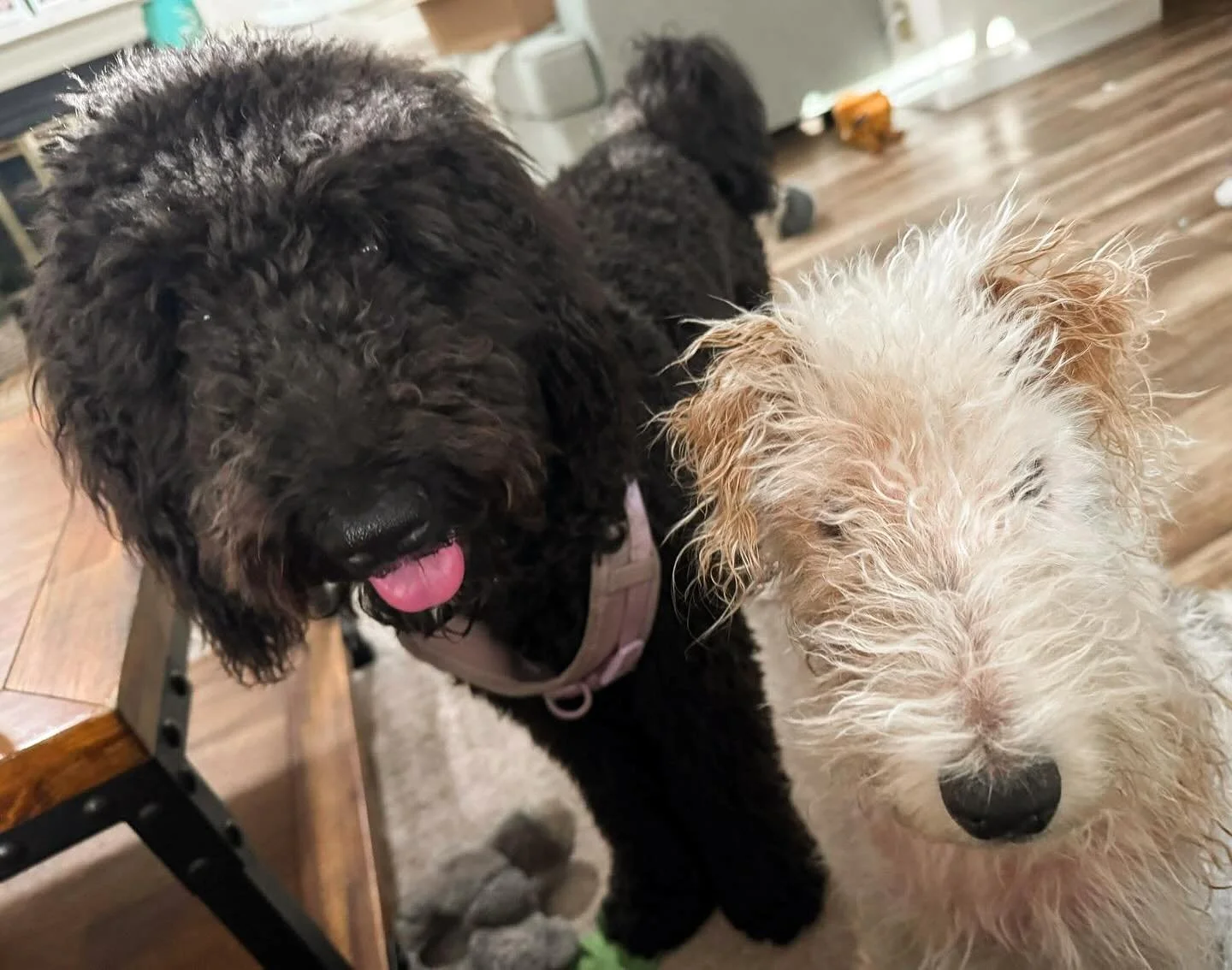 Lucy is a gorgeous black goldendoodle from a past litter and full sibling of our current available pups. I just love her sweet face and these updates! 

Our available pups can be viewed at the link in our bio above.

#goldendoodle #blackgoldendoodle 