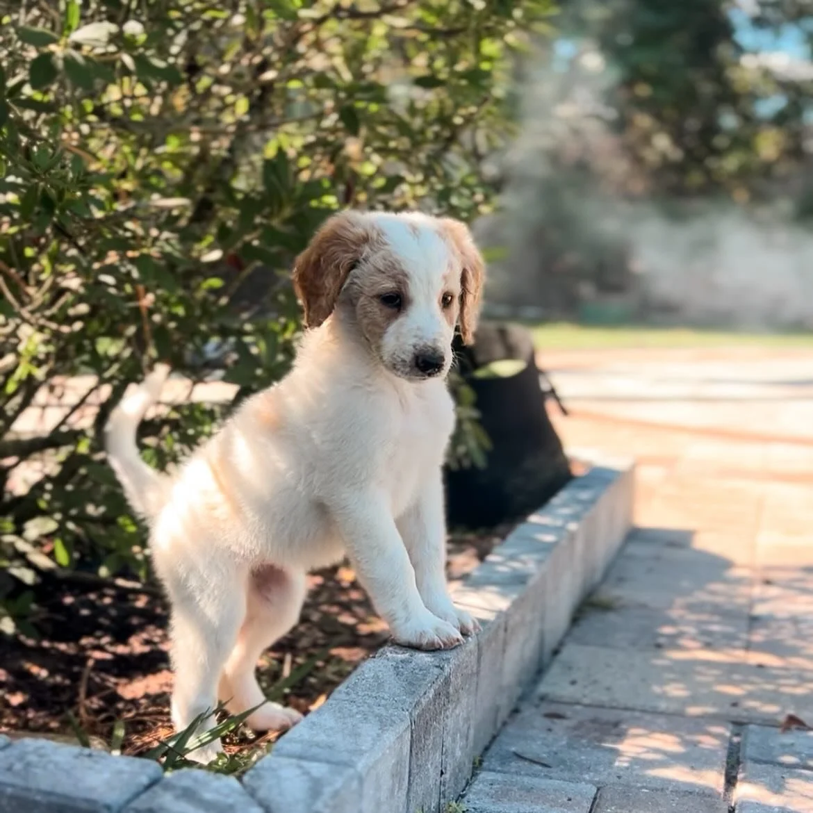 Miss Belle enjoying the bonfire 🔥 

#goldendoodle #goldendoodlepuppy #goldendoodlesofinsta #goldendoodlelove