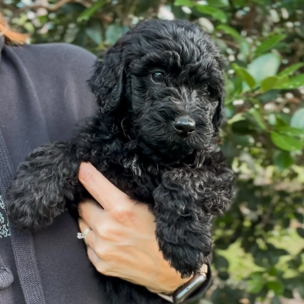 Gorgeous girl Pearl is patiently waiting for her furever home 😍 She&rsquo;s so beautiful, incredibly sweet and loves to cuddle. Her tail never stops wagging 😌 Ready to go home this Friday (11/7).

#goldendoodlepuppy #goldendoodle #goldendoodlesofig