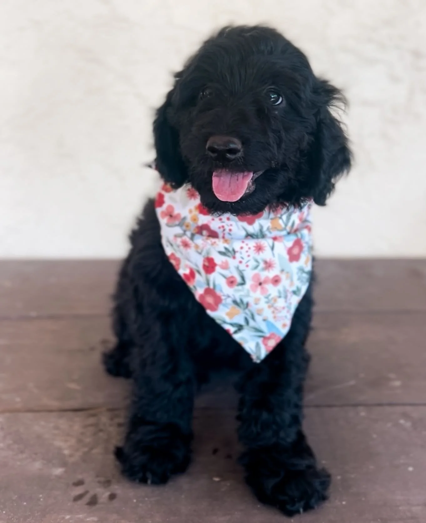 Meet June &mdash; the sweetest little shadow who follows love wherever it goes. 🖤✨
This playful, people-oriented girl is ready to bring joy, laughter, and all the cuddles to her forever family. She has the gentlest spirit, a big heart, and just enou