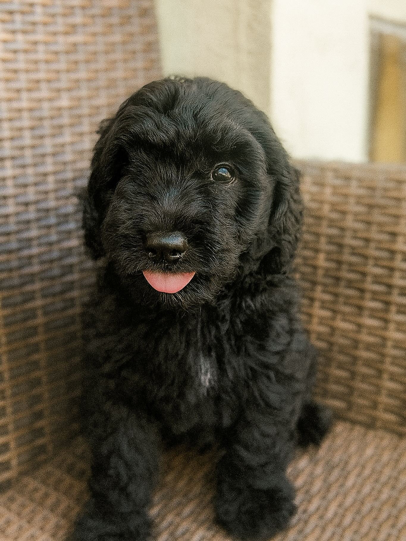 Meet Pearl &mdash; a sweet little gem of the litter.
With her soft black curls, gentle eyes, and the tiniest pink tongue that peeks out when she&rsquo;s excited, Pearl is the definition of a heart-melter. She has a calm, people-focused temperament an