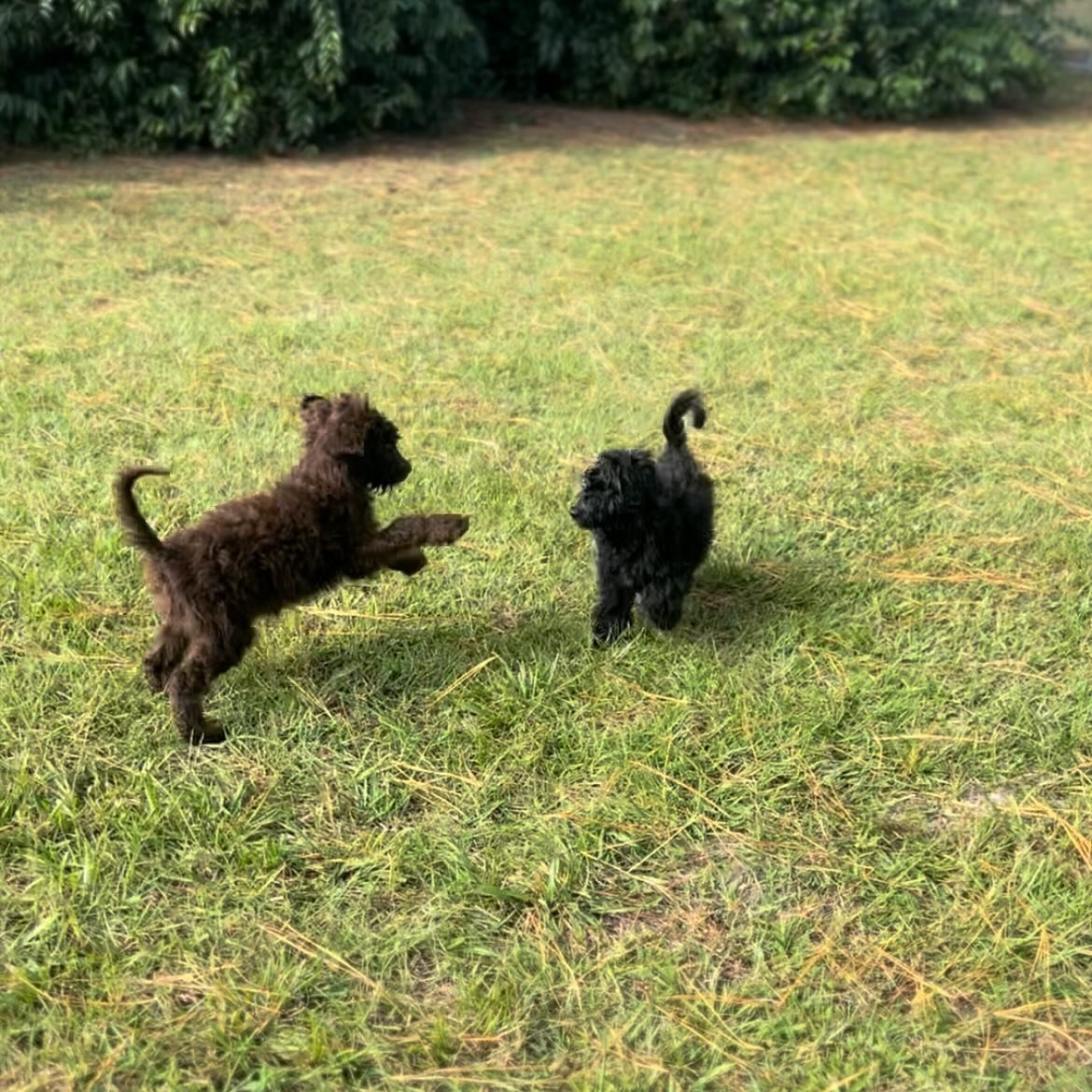 Watching these two little fluffballs discover the world together is one of the sweetest parts of raising puppies. 🐾✨ Their tiny hops, playful pounces, and the way they look to each other for courage and company&hellip; it&rsquo;s a reminder that eve
