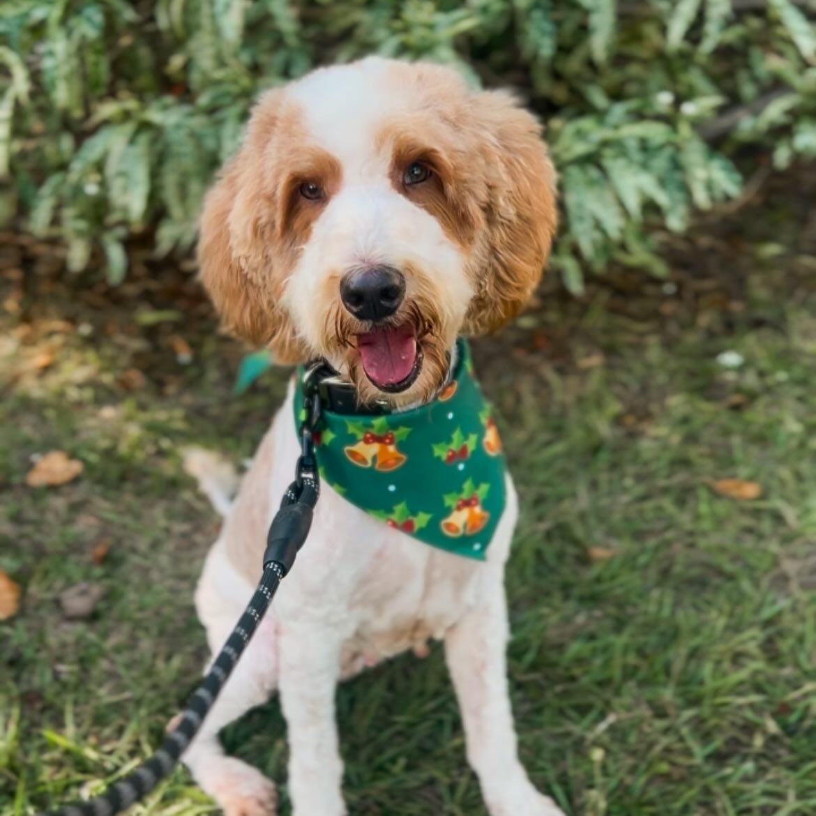Addy was groomed by the Mobile Pup Hut today and she turned out so beautiful!! Lauren did such a great job so I wanted to share her mobile grooming business to all my puppy families. She&rsquo;s truly amazing &amp; such a kind person - you won&rsquo;