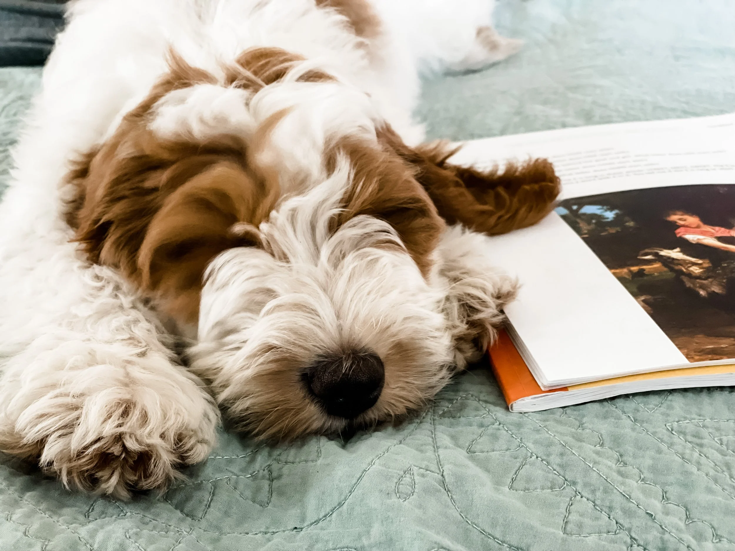 Tips on Bringing Home A Puppy