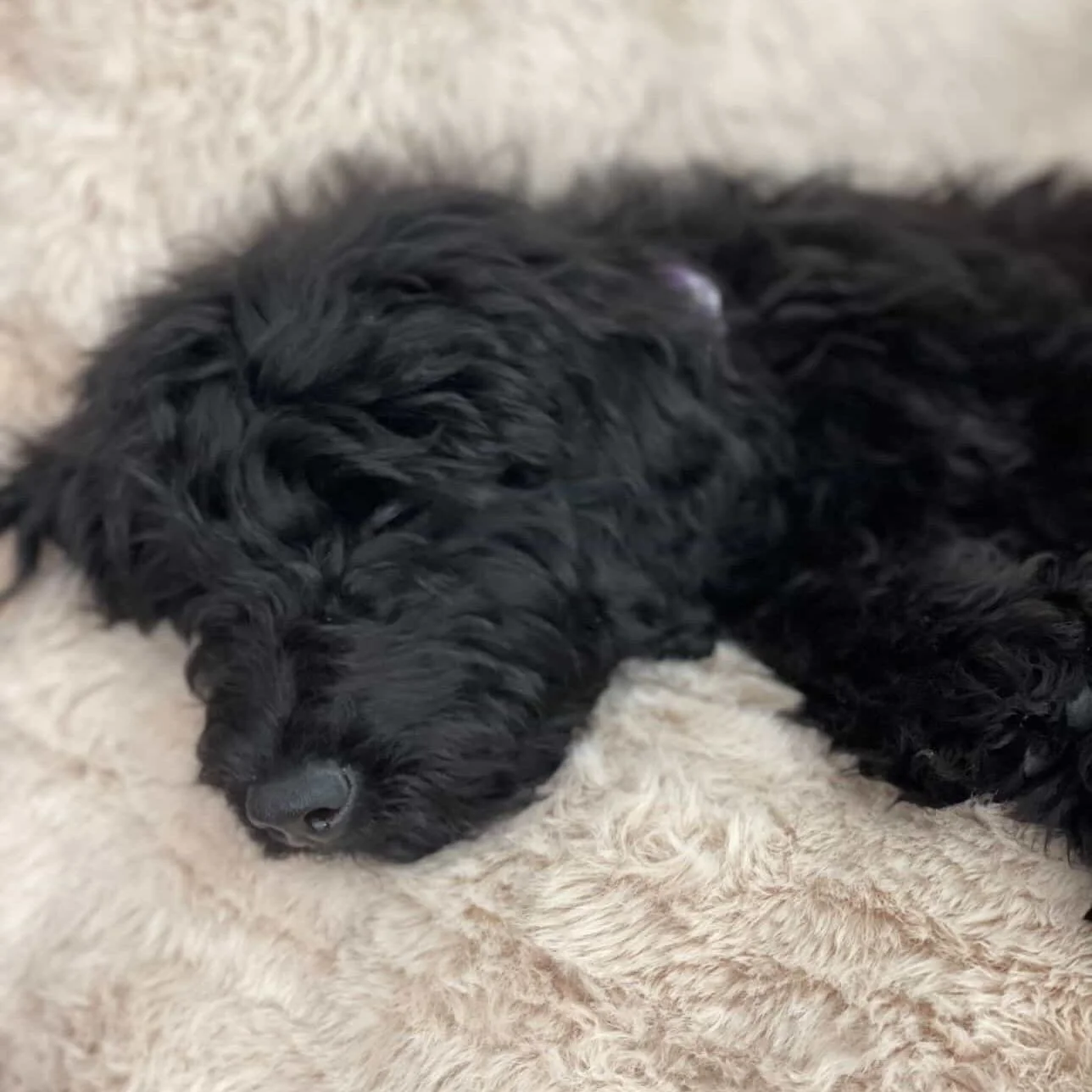 We&rsquo;re closing out 2025 with our final three pups heading off to their forever homes 🤍 June has already made her way to North Carolina, and Hank + Boone will be joining their families on the 24th as the sweetest Christmas surprises 🥰 All three