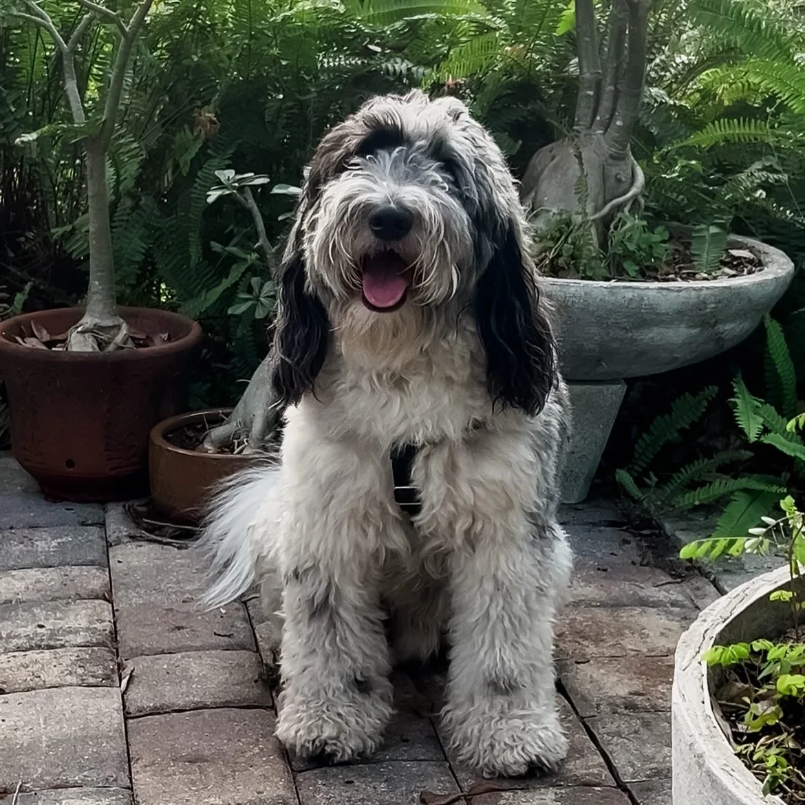Who&rsquo;s ready to throw the ball? That happy grin, those fluffy paws, and pure doodle joy. Leo is such a sweet pup from our very first goldendoodle litter. ❤️