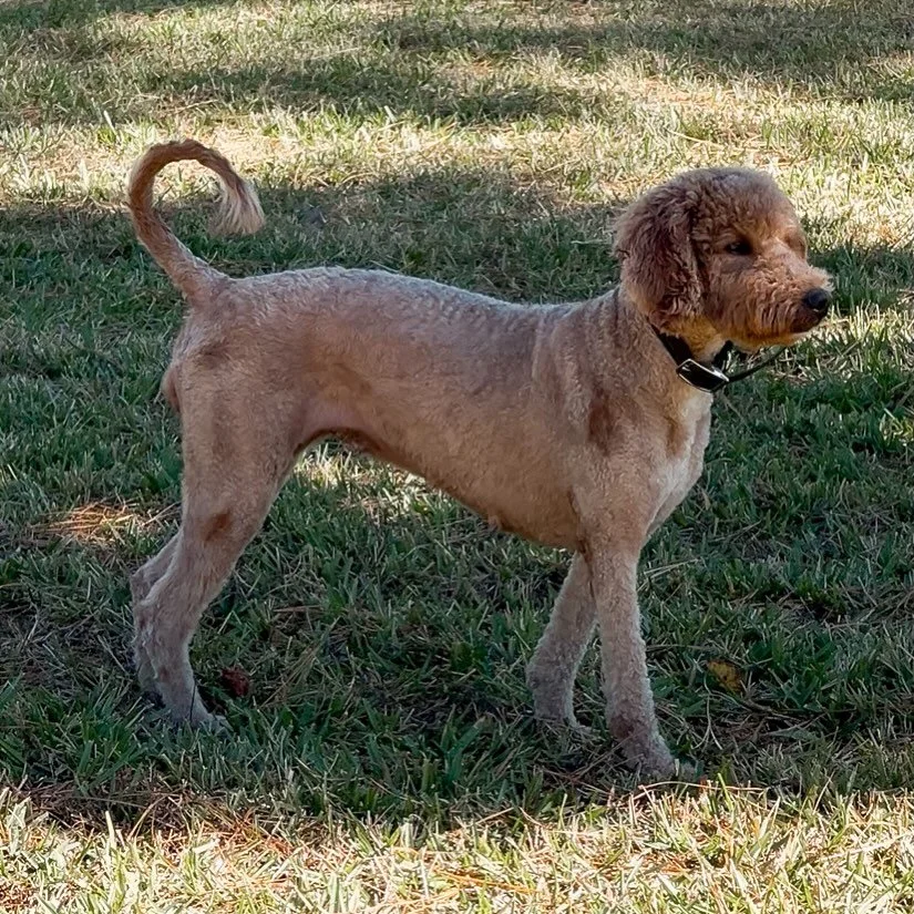 Beauty, brains &amp; a heart of gold. Rose is such a special girl. 🐶