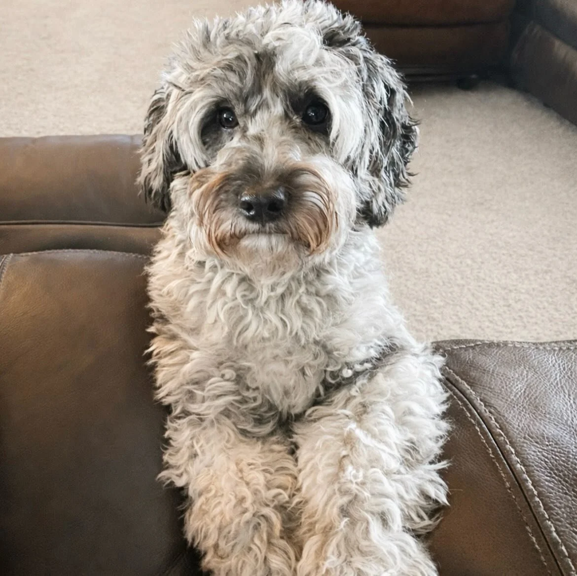 ❤️ Happy Valentine&rsquo;s Day from our handsome stud, Ranger 😍 

#goldendoodle #microgoldendoodle #goldendoodlepuppy #goldendoodlelife #valentinesday