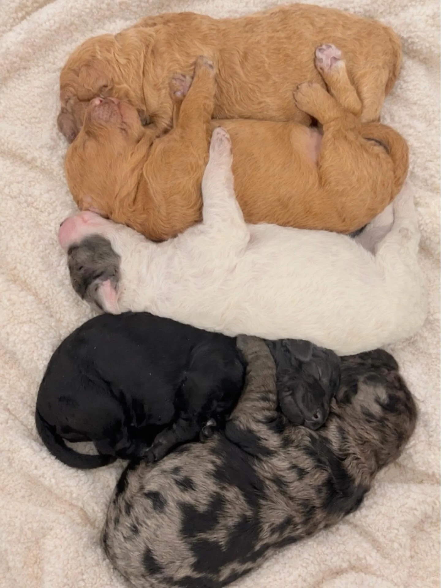 One week old and full of cuddles. These little ladies melt my heart. We&rsquo;ve waited over 2 years for this special pairing and to see them here now, is so sweet. Mama Rose is doing an incredible job taking care of them - they&rsquo;re all over 1 l