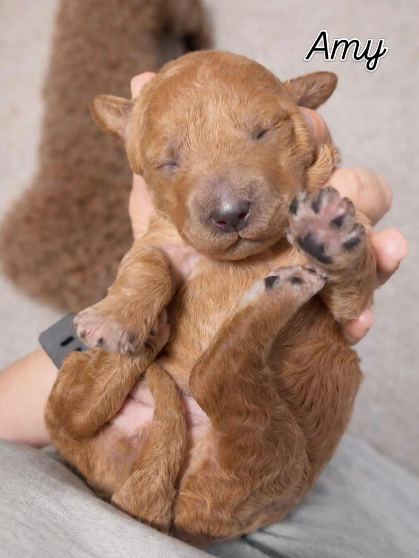 Amy may be the youngest of the litter, but she has a charm all her own. She&rsquo;s sweet, delicate, and impossible not to adore. There&rsquo;s something so tender and lovely about her, with a soft little presence that quietly steals your heart. At 1