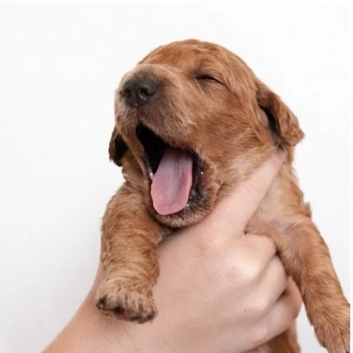 Our sweet, Little Women are two weeks old today. Their little eyes are opening and these girls are just so precious! Now comes one of my favorite puppy-raising phases&hellip; they&rsquo;ll learn to walk and little (or BIG!) personalities will begin t