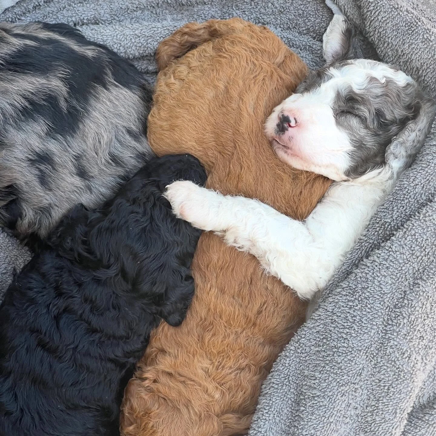 Pups had their first little bath and then enjoyed snuggles on this sunny, breezy day. ☀️ 

#minigoldendoodle #minigoldendoodles #minigoldendoodlesofig #goldendoodles #puppiesofinstagram