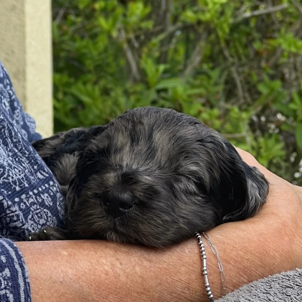 The sweetest snuggles this morning with my mama. These angel babies are the cutest! 🥰

#minigoldendoodlepuppy #minigoldendoodle #merlegoldendoodle #goldendoodlepuppy #goldendoodlelove