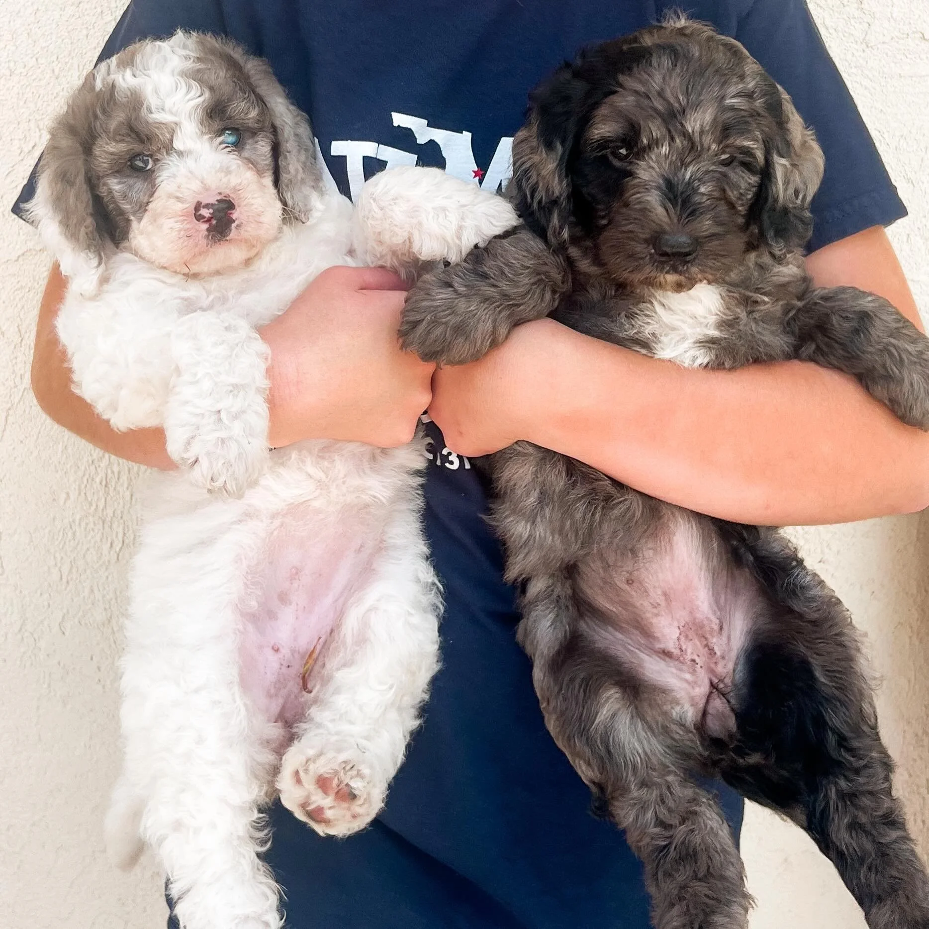 Meet Meg &amp; Jo &mdash; two sweet little doods patiently waiting for their forever families 🤍🐾

These cuddly babies are expected to be around 20&ndash;25 pounds full grown, making them the perfect mini-sized companions for snuggles, adventures, a
