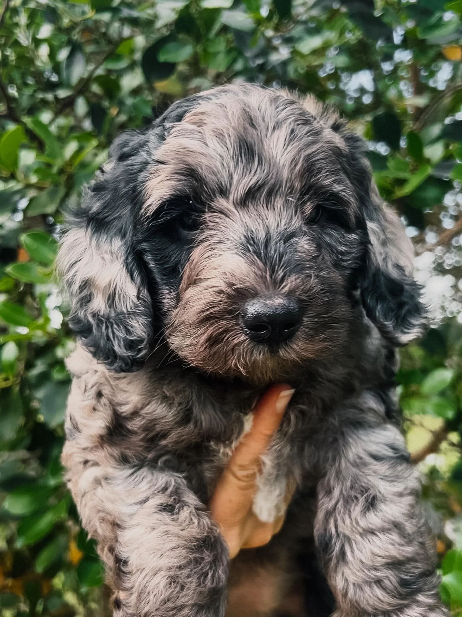 Meet the sweetest little girl with the softest coat and the gentlest eyes 🤍 She&rsquo;s currently searching for the perfect forever family to call her own.

This precious girl will be ready to head home on May 23rd after receiving:
✨ First vaccinati