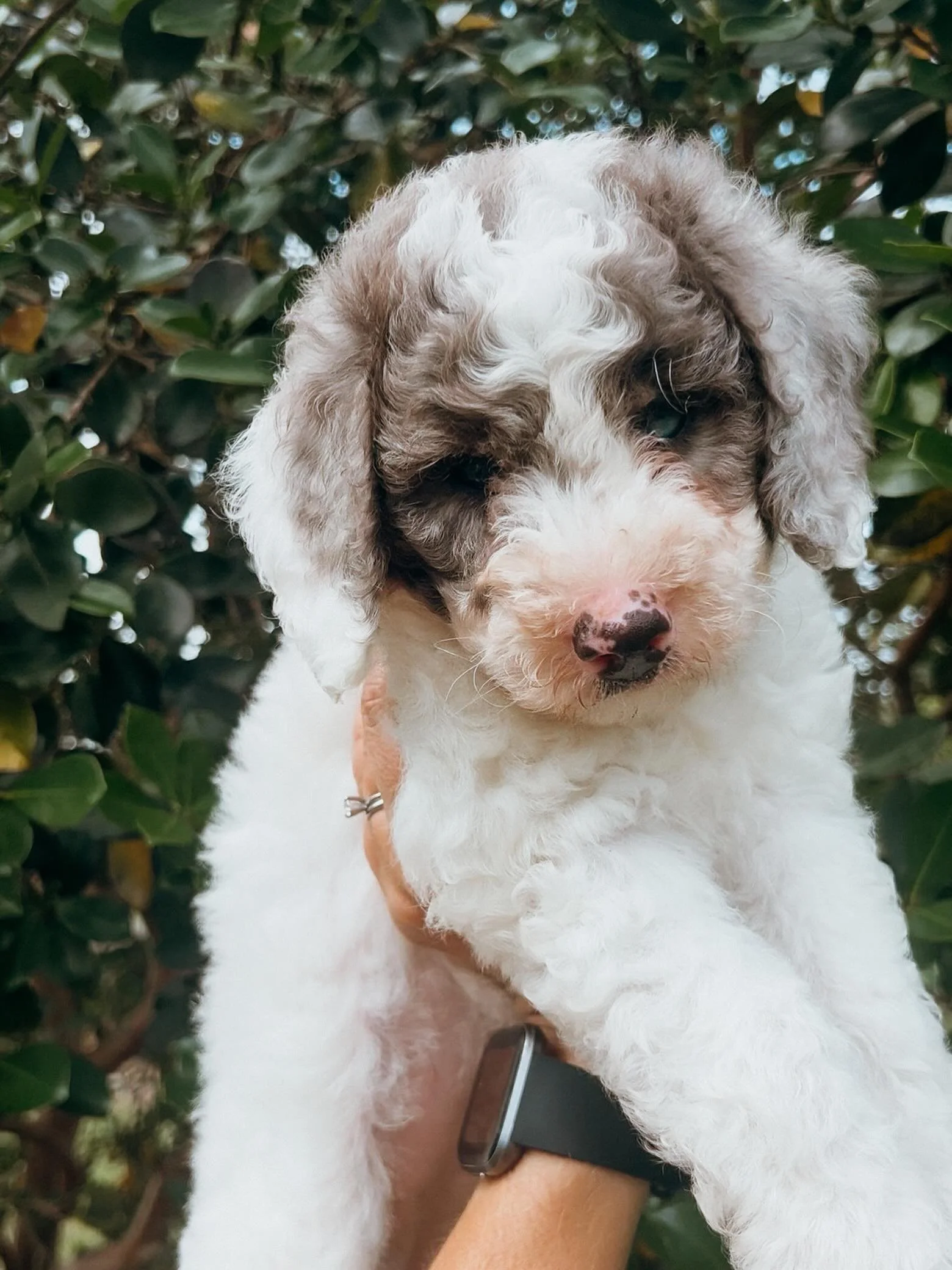 Sweet Meg is searching for her forever family 🤍
This precious girl has been raised right in the middle of our home &mdash; loved on daily, introduced to everyday family life, and started with ENS &amp; ESI puppy curriculum to help build confidence a