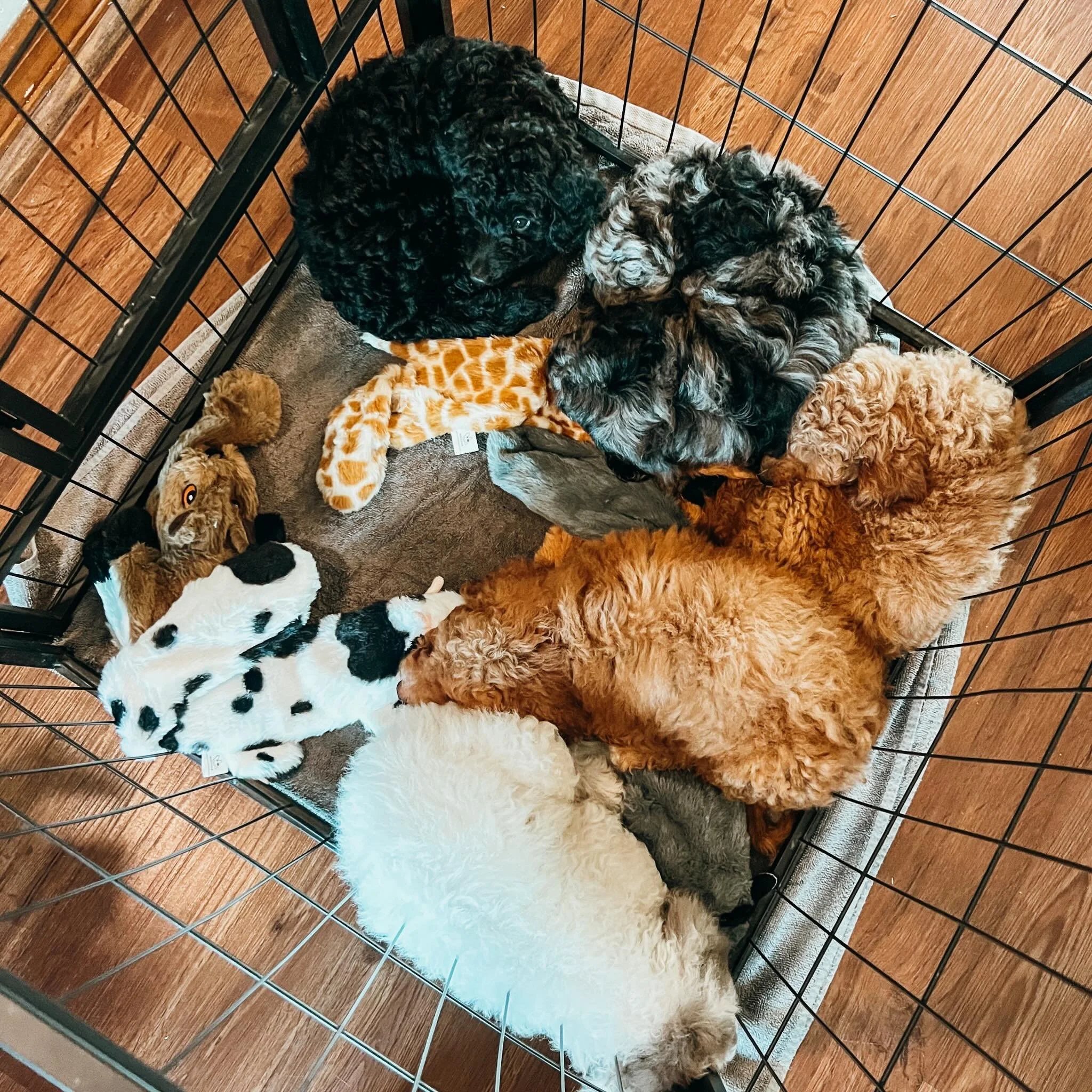 Puppy pile cuteness 😍 Our sweet Little Women checked out perfectly at their vet appointment this morning and they&rsquo;ll go home with their families this weekend. They&rsquo;ve been such angels to raise and we&rsquo;ll miss them tremendously. 🩷

