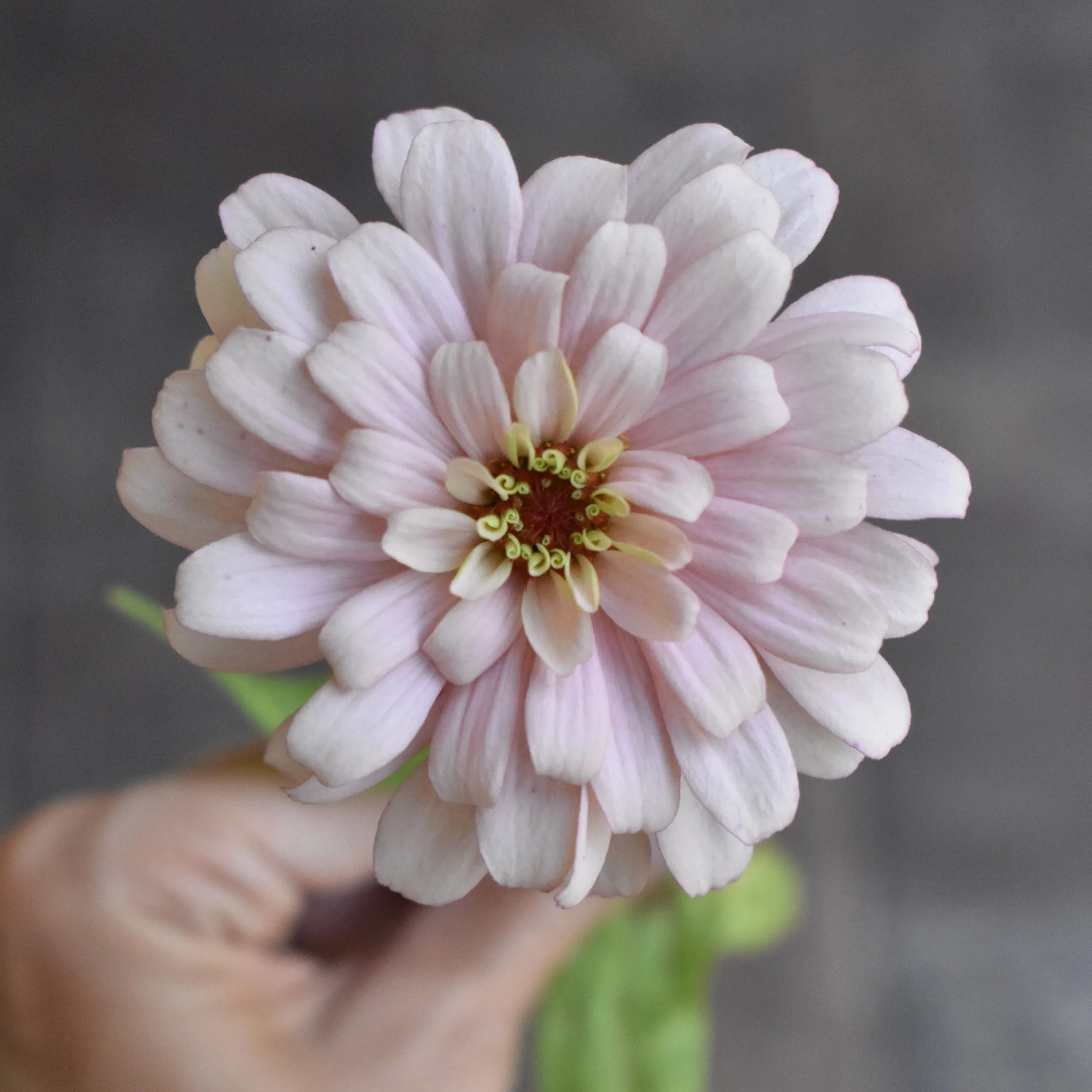 August 20, 2026: Brought out the Canon to capture these beautiful blooms.

#zinnias #flowergarden #flowerfarm #flowerfarming #floridagardening