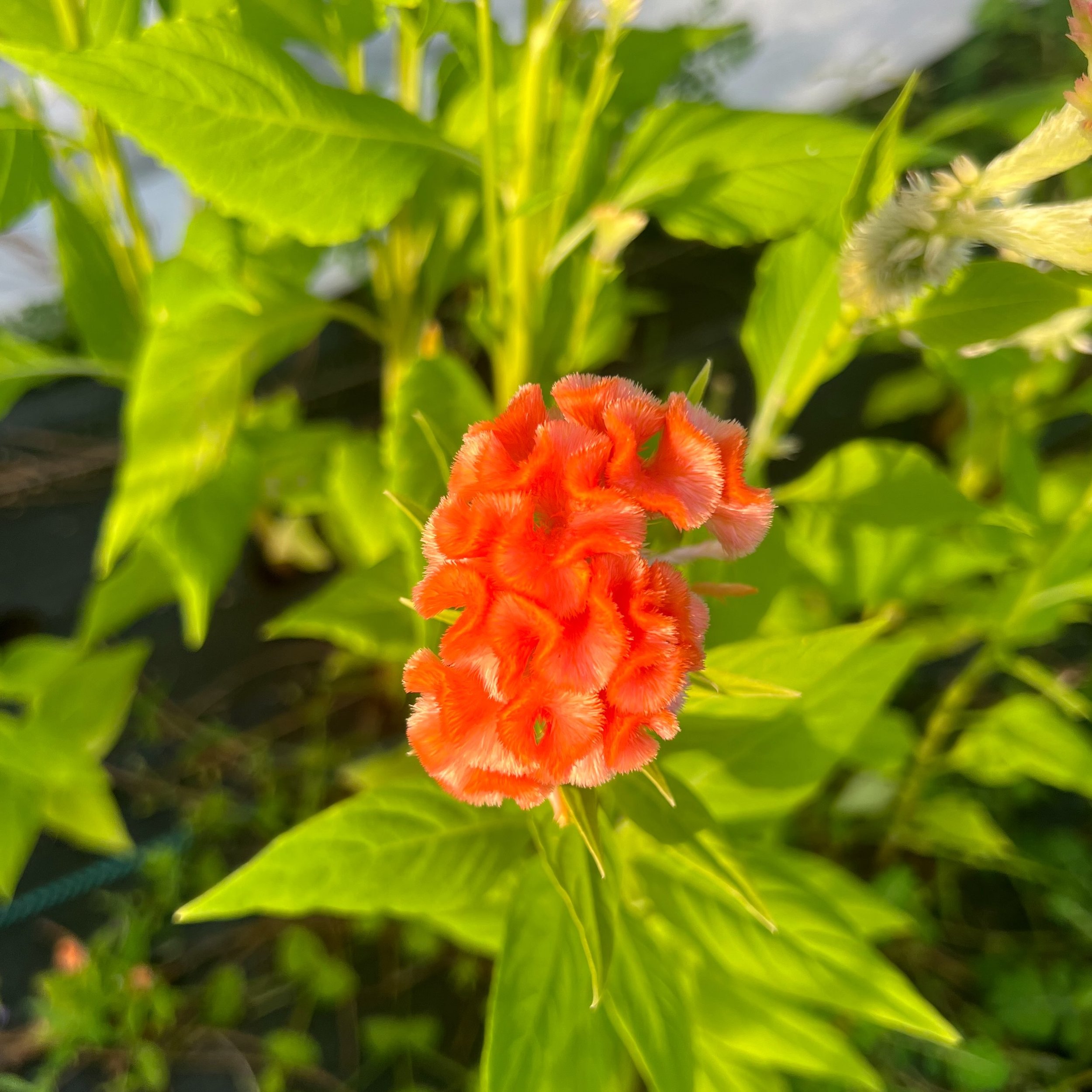 The Cockscomb is showing off at golden hour.

#celosia #cockscomb #garden #growingflowers #inmygardentoday