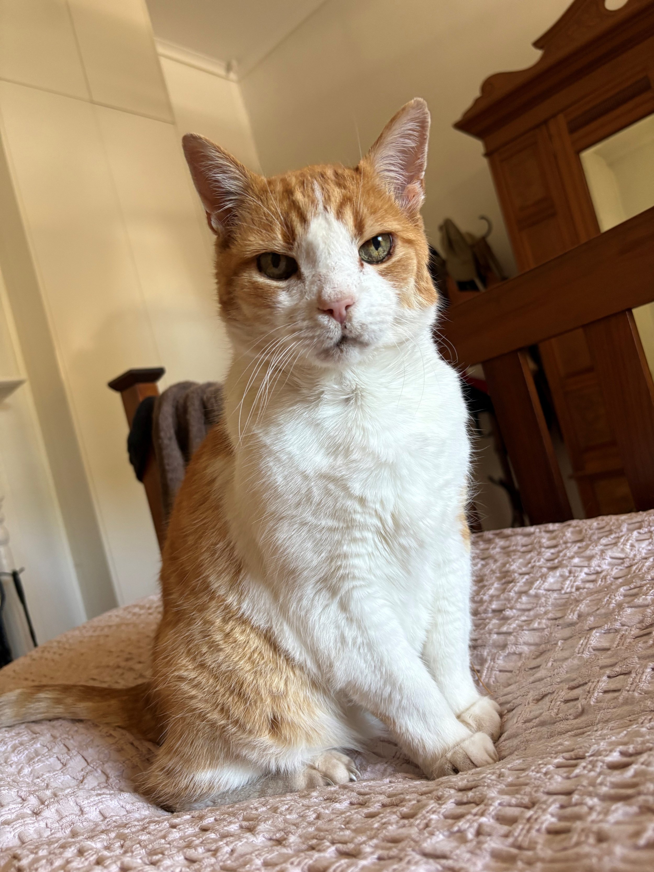 Making memories with Bluey: Preparing for the Death of a Pet