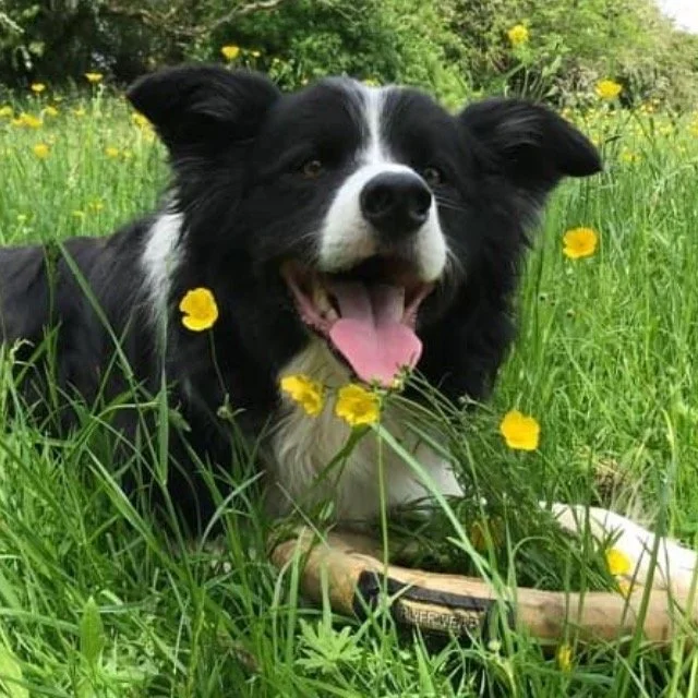 Fear-Free Needling for Comfort from Arthritis