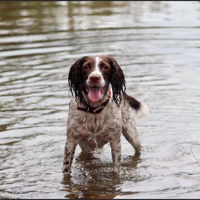 Canine Skin Disease - An Integrative Approach
