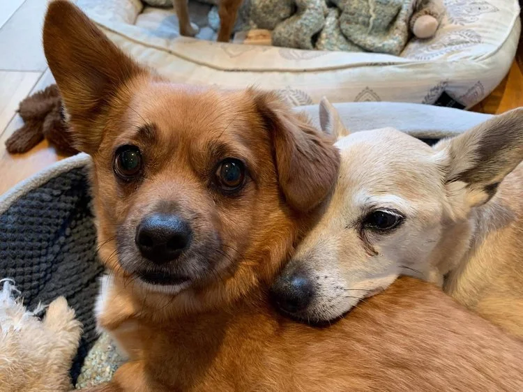 Hattie and Rusty