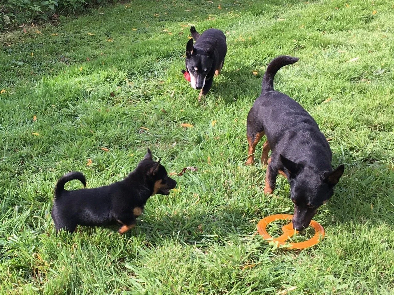 Turbo, Spook and Sassy
