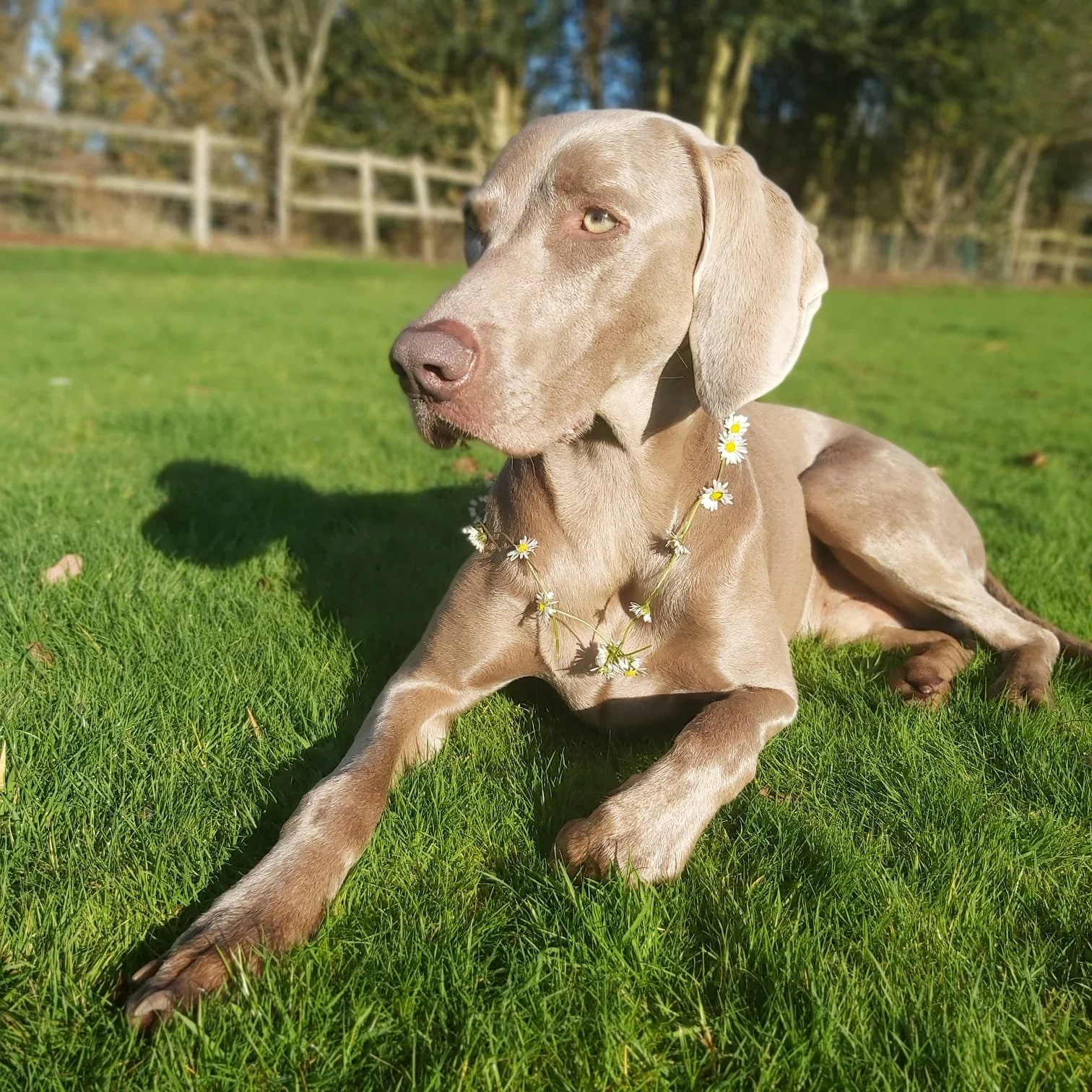 Enzo