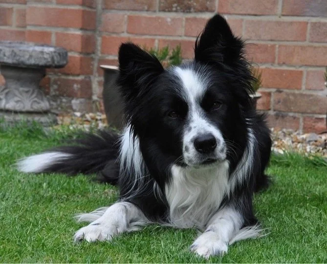 Scooby and Chronic Kidney Disease